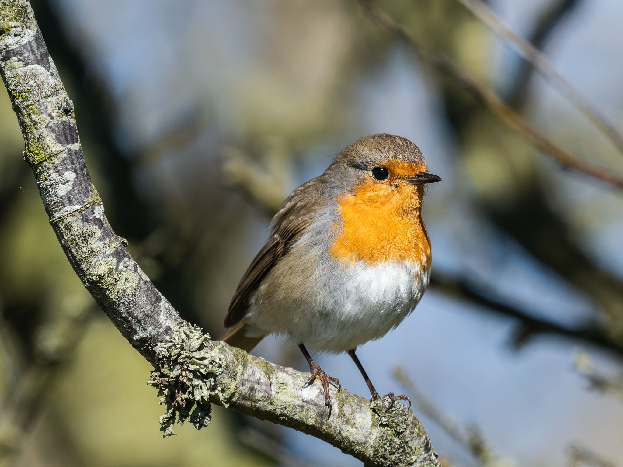 318 260424 1606 J  1JR5445 DxO DeepPRIME 3